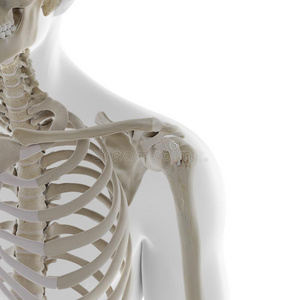 的人骨骼的肩膀指已提到的人骨骼的肩膀指已提到的人骨骼的肩膀骨头