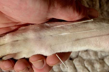 白色的狗和针灸针.照片