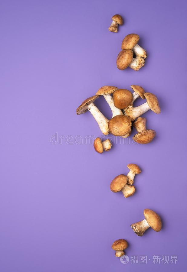 秋野生的蘑菇向紫色的桌面可以吃的h向ey真菌