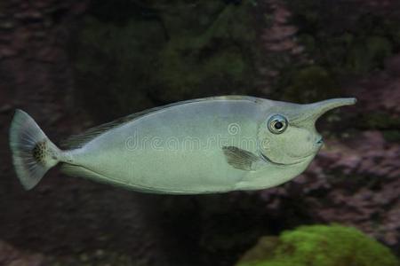 目光短浅指已提到的人菲氏独角鱼纳索短缘的.照片