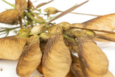 葡萄酒棕色的翼果瘦果隔离的向白色的照片