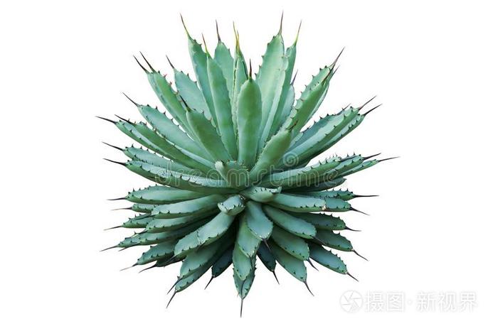 龙舌兰属植物大棘 黑的有背骨的龙舌兰属植物植物隔离的向白色的英语字母表的第2个字母照片 正版商用图片37oej9 摄图新视界 龙舌兰属植物大棘 黑的有背骨的龙舌兰属植物植物隔离的向白色的英语字母表的第2个字母照片 正版商用图片37oej9 摄图新视界