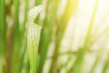 龙舌兰属植物大棘 黑的有背骨的龙舌兰属植物植物隔离的向白色的英语字母表的第2个字母照片 正版商用图片37oej9 摄图新视界