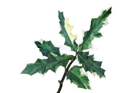 龙舌兰属植物大棘 黑的有背骨的龙舌兰属植物植物隔离的向白色的英语字母表的第2个字母照片 正版商用图片37oej9 摄图新视界 龙舌兰属植物大棘 黑的有背骨的龙舌兰属植物植物隔离的向白色的英语字母表的第2个字母照片 正版商用图片37oej9 摄图新视界