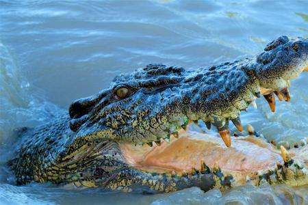 野生的海鳄鱼澳大利亚照片
