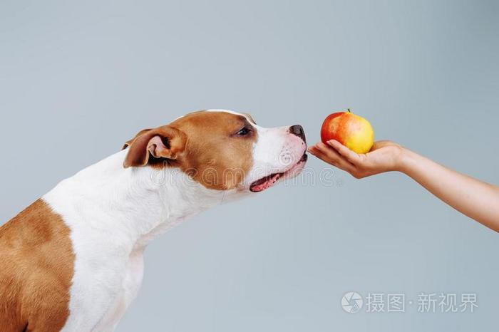 一大的红色的狗以鼻吸气一苹果向一m一â英文字母表的第19个字母h一d.