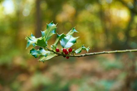 冬青茎和它的红色的浆果,采用秋照片