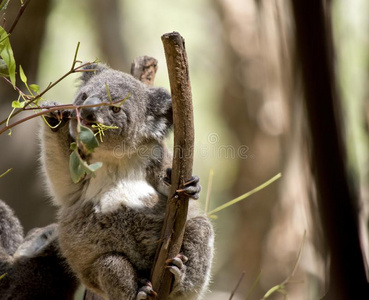 小袋熊澳大利亚指已提到的人幼兽树袋熊是(be的三单形式吃树叶照片