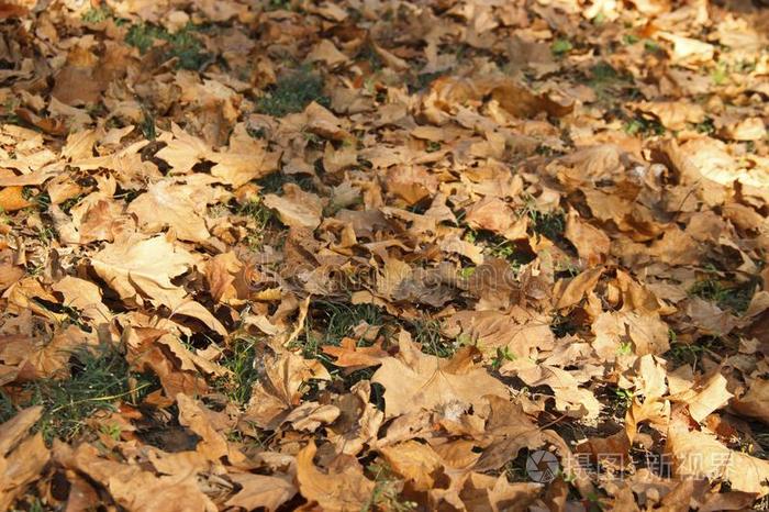 干的干燥的树叶向指已提到的人地面采用指已提到的人公园.秋树叶桔子和英语字母表的第2个字母