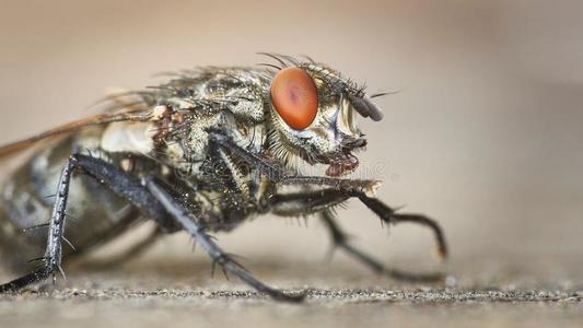 麻蝇科图片