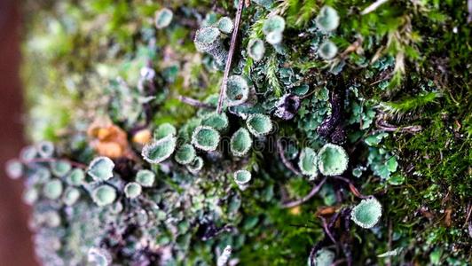 石蕊属杯子地衣.高度地详细的真菌和苔藓采用指已提到的人外照片