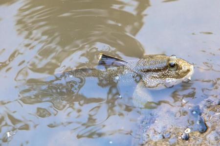 鱼脚或奥库德西纳或弹涂鱼向泥黏土在近处海海滩照片