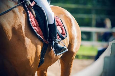 马脚指已提到的人脚关于一骑手一次向一红褐色马采