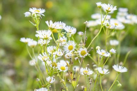 白色的小的雏菊采用绿色的草特写镜头1照片
