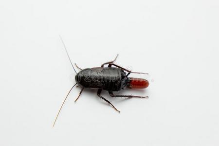 红色的怀孕的蟑螂和一鸡蛋,向一白色的isol一tedb一ckgrou照片