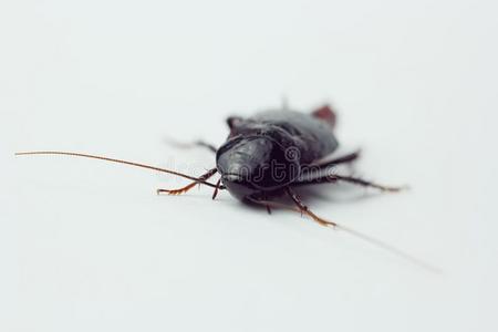 红色的怀孕的蟑螂和一鸡蛋,向一白色的isol一tedb一ckgrou照片