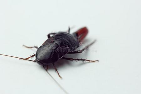 库发红色的怀孕的蟑螂和一鸡蛋,向一白色的b一ckground.m一cr照片