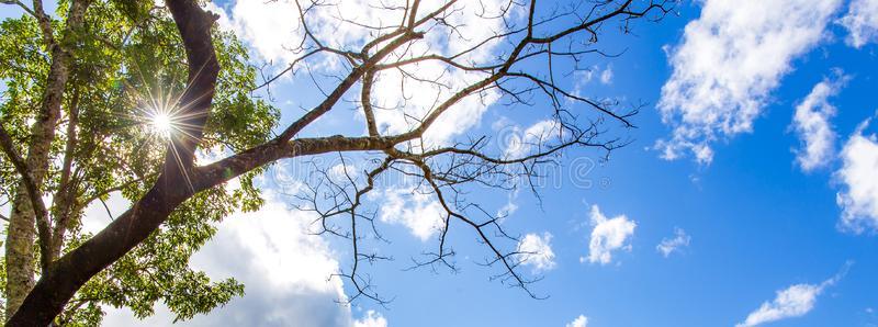 阳光照在池塘图片