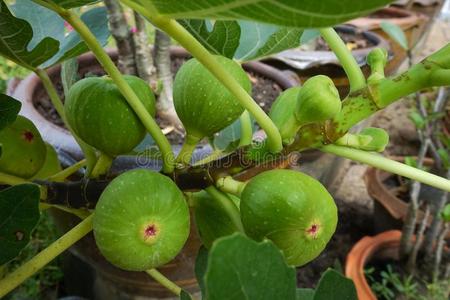 木瓜花摄影图 木瓜花图片大全 木瓜花照片 摄图新视界