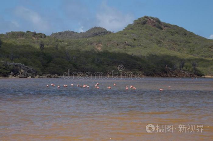 玫瑰红鹳鸟加勒比海湖博内尔岛岛