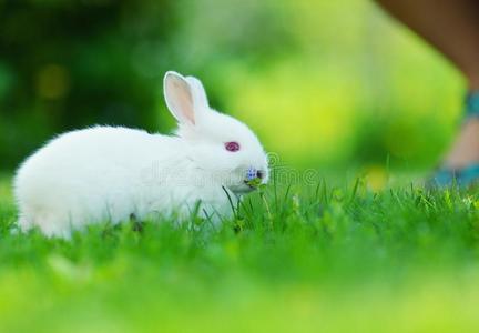 小雏菊宝宝图片