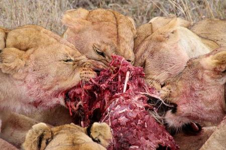 组关于狮子吃他们的疣猪被捕食的动物照片