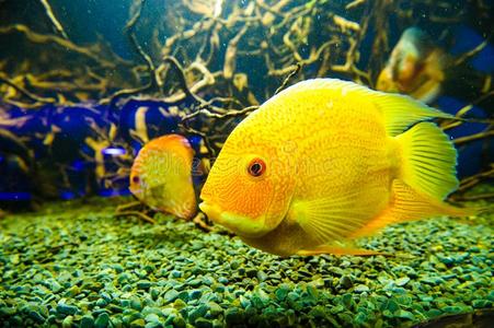 热带的海鱼照片