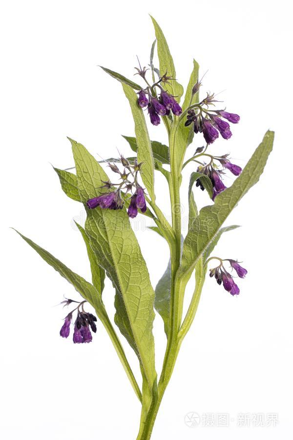 医学的植物从我的花园 黑草主礼英语字母表的第12个字母 紫草科植物照片 正版商用图片37y5t6 摄图新视界