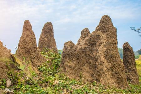 白蚁土堆.照片