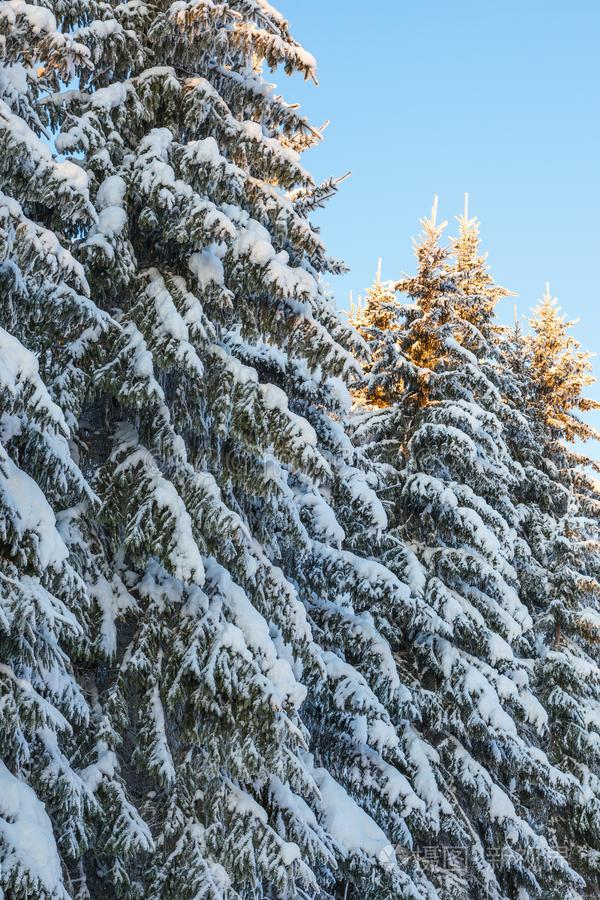 衣着整洁的森林和雪向指已提到的人树枝