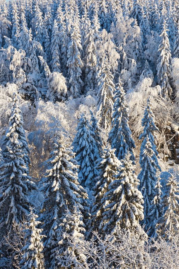 松类的森林和雪采用指已提到的人w采用ter