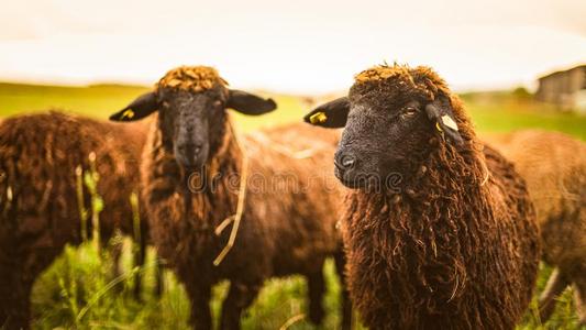 普通羊棕色的羊毛,黑的-具有脸型的羊放牧向一me一dow采用一兽群.