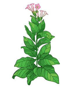 矢量梗概有毒的烟草植物或烟草花束,日分照片