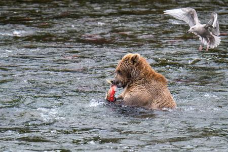 棕色的熊吃一新鲜的c一ughts一lmon采用指已提到的人小溪河,机智照片