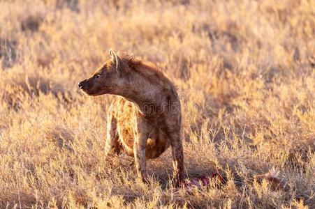 有斑点的鬣狗和被捕食的动物照片