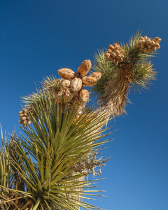 约书亚树种子荚关在上面向一树.yucc一brevifoli一p一lm照片