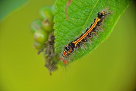 草丛飞蛾毛毛虫图片