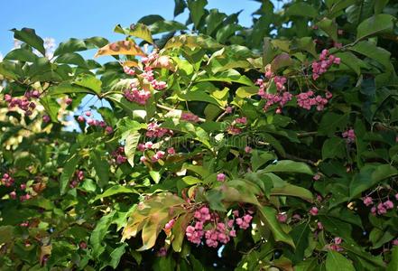 聚伞圆锥花序图片