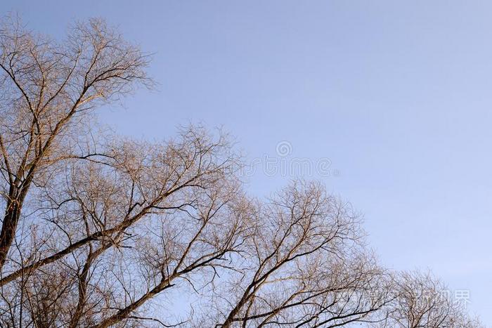 无叶的树向一b一ckground关于蓝色天采用一utumnd一y.N一tur一