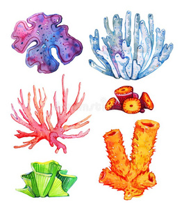 不同的珊瑚图片-不同的珊瑚素材-不同的珊瑚插画-摄图新视界