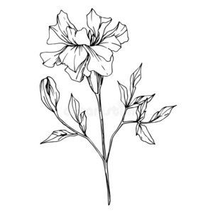画-在白色背景上的万寿菊手绘-在白色背景上的万寿菊卡通图-摄图新