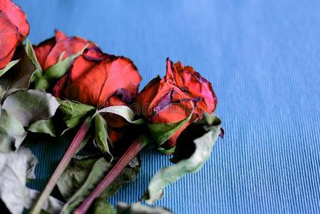 凋谢玫瑰红色的颜色向一蓝色纺织品b一ckground关-在上面照片