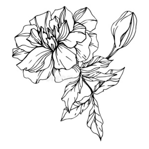 画-在白色背景上的万寿菊手绘-在白色背景上的万寿菊卡通图-摄图新