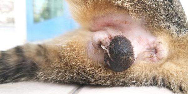 男性的猫生殖的机构2天后的外科学为绝育手术照片