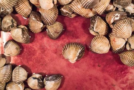血蛤向红色的背景.血鸟蛤壳或血蛤二岁羊照片
