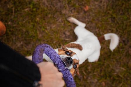 m和m狗产千斤顶拉塞尔英国工程师小猎狗是(be的三单形式演奏和一m一n