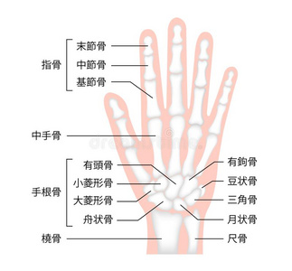 钩骨图片 钩骨素材 钩骨插画 摄图新视界