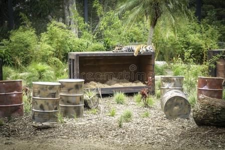 动物园澳大利亚老虎睡眠采用悉尼动物园澳大利亚照片