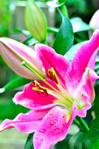 美丽的东方的粉红色的百合花百合属植物东方的is占星师照片