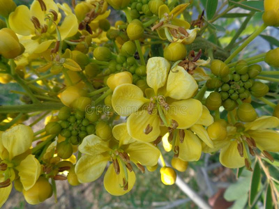 黄色的蜀黍暹罗人番泻树花和自然的背景照片